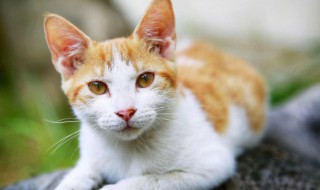养猫十大技巧口诀 养猫十大必备技能