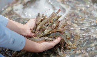 黄焖鸡尾虾怎么做 制作黄闷基围虾的方法