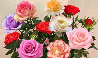 玫瑰花的颜色代表什么意思 玫瑰花的颜色及代表意思介绍
