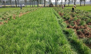 日本矮麦冬的种植方法（日本矮麦冬苗怎样栽种）