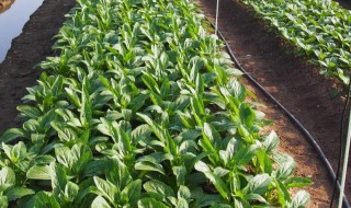 四九菜心的种植方法 四九菜心需要移栽吗