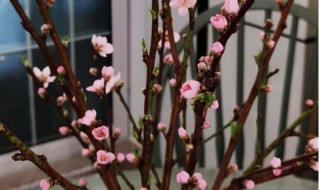 桃花树枝怎么养（桃花干枝怎么养）