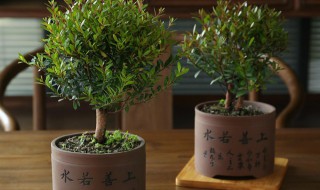 小叶紫檀盆景种植技巧 小叶紫檀盆景种植技巧简单介绍