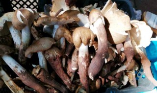 斗鸡菇一般生长在什么地方 斗鸡菇分别在哪里