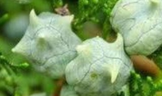 柏树果做枕头的作用与功效 关于柏树果做枕头的作用与功效