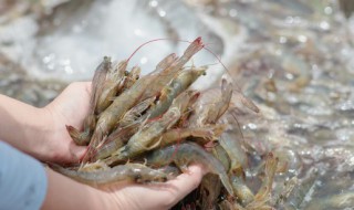 虾在鱼缸怎么养活（鱼缸养虾怎么养）