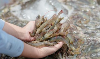 虾的正确清洗方法 怎么样清洗虾