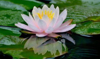 碗莲几月份开花 碗莲几月份开花?
