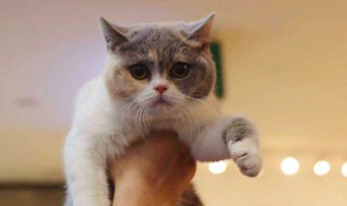 猫的正确护理方法 猫的护理方法