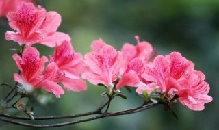杜鹃花浇水补救方法 杜鹃花浇水多蔫了怎么补救？