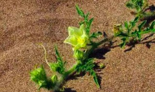 沙子能种什么植物 沙子能种植物有什么