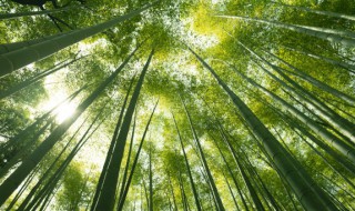 室内适合种竹子吗（家里适不适合种竹子）