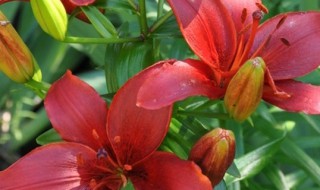 红百合花语 红百合花语介绍