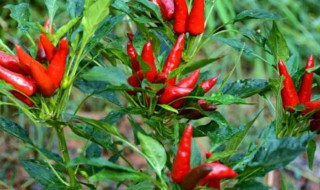 杭椒高产种植方法，杭椒高产种植方法图片