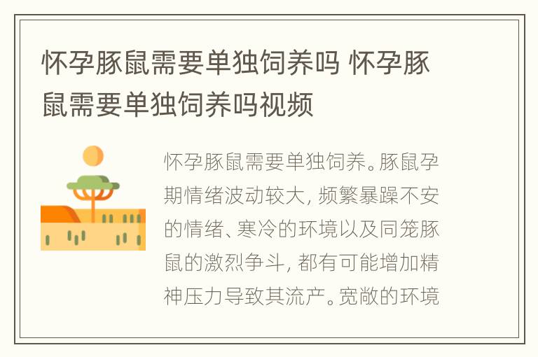 怀孕豚鼠需要单独饲养吗 怀孕豚鼠需要单独饲养吗视频