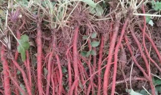 丹参种植方法（丹参种植方法视频）