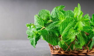 柠檬薄荷种植方法 柠檬薄荷种植方法步骤