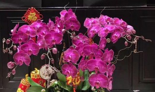 蝴蝶兰种植及栽培方法 蝴蝶兰种植及栽培方法是什么