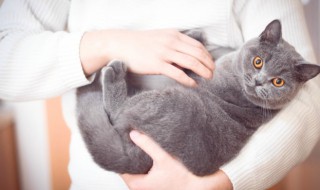 小猫怎么看公母（小猫怎么看公母图解）