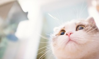 猫咪换粮拉稀怎么办 猫咪换粮拉稀怎么办呀