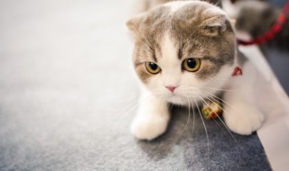 给猫洗澡有什么注意事项吗 给猫洗澡有什注意事项