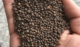 凤仙花种子要泡多久 凤仙花种子要浸泡的时间