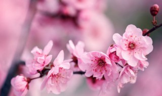 盆栽梅花适合种吗室内 室内种梅花盆景好不好