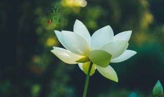 二十四节立夏的含义 二十四节立夏的含义期解释