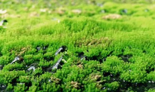 青苔种植养护方法（用青苔种植的植物怎么养护）