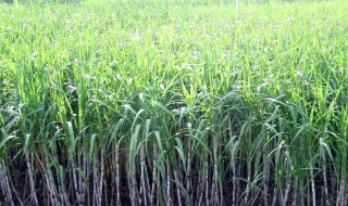 甘蔗种植时间及方法 甘蔗怎么种植