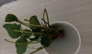 生根粉泡多久才能种植 生根粉泡多长时间才能种植