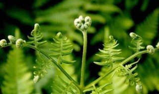 拳头菜种植方法 蕨菜的种植方法