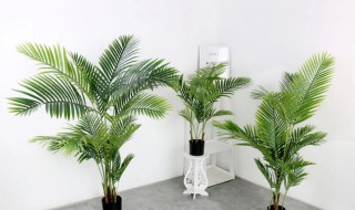 绿植散尾葵的养殖注意事项（绿植散尾葵的养殖注意事项视频）