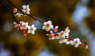 为什么立春后才是第二年开始? 立春后才是第二年开始的原因