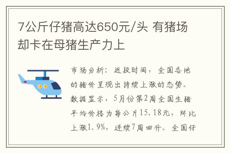 7公斤仔猪高达650元/头 有猪场却卡在母猪生产力上