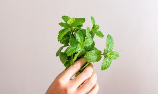 怎样移栽薄荷 移栽薄荷的步骤