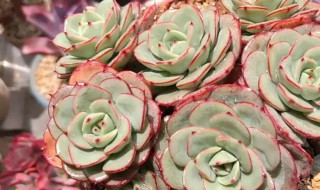 棱镜多肉养殖注意事项 多肉植物棱镜怎么养