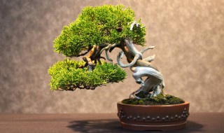 柏松盆景养护方法 柏松盆景如何养护