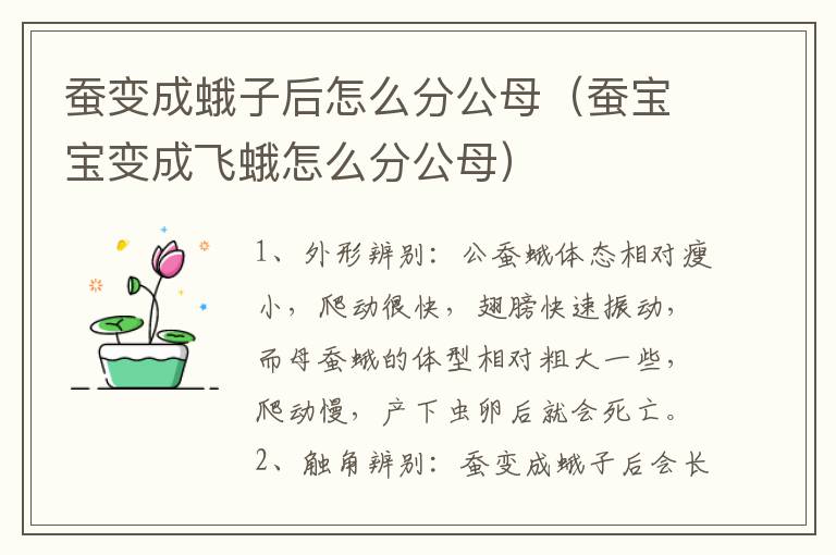 蚕变成蛾子后怎么分公母（蚕宝宝变成飞蛾怎么分公母）