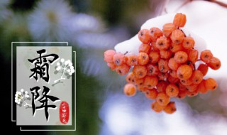 什么是霜降 霜降的简介