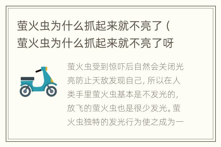 萤火虫为什么抓起来就不亮了（萤火虫为什么抓起来就不亮了呀）