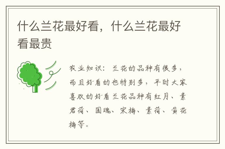 什么兰花最好看，什么兰花最好看最贵