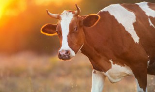 保护生物多样性宣传语 保护生物多样性宣传语有哪些