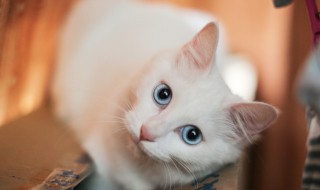 猫的胡子有什么作用 猫胡须只有装饰作用吗