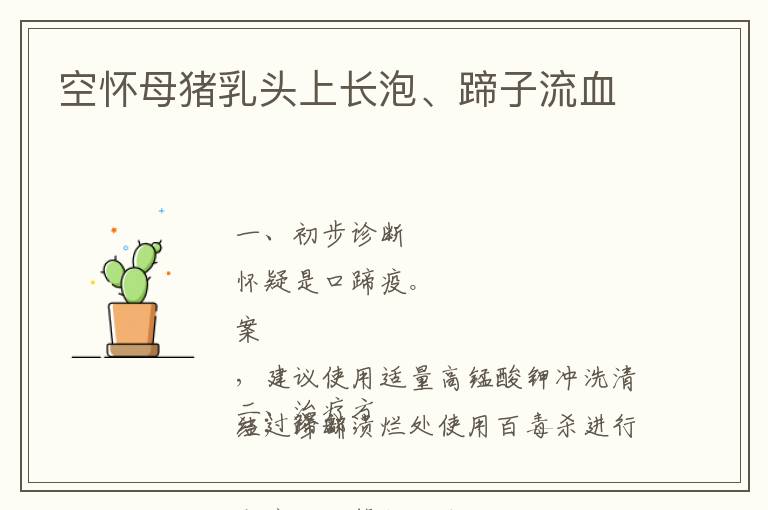 空怀母猪乳头上长泡、蹄子流血