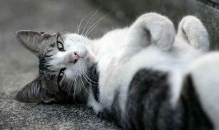 猫的寿命 猫的寿命有多长