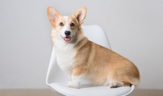 柯基犬牵引绳胸背使用方法 怎么给柯基犬使用胸背牵引绳