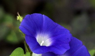 牵牛花种子浸泡播种方法 牵牛花种子多久能发芽