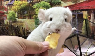 龙猫繁殖的最佳方法 龙猫什么时候可以繁殖