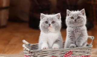 猫有猫癣怎么办 猫有猫癣怎么办人怎么不被传染